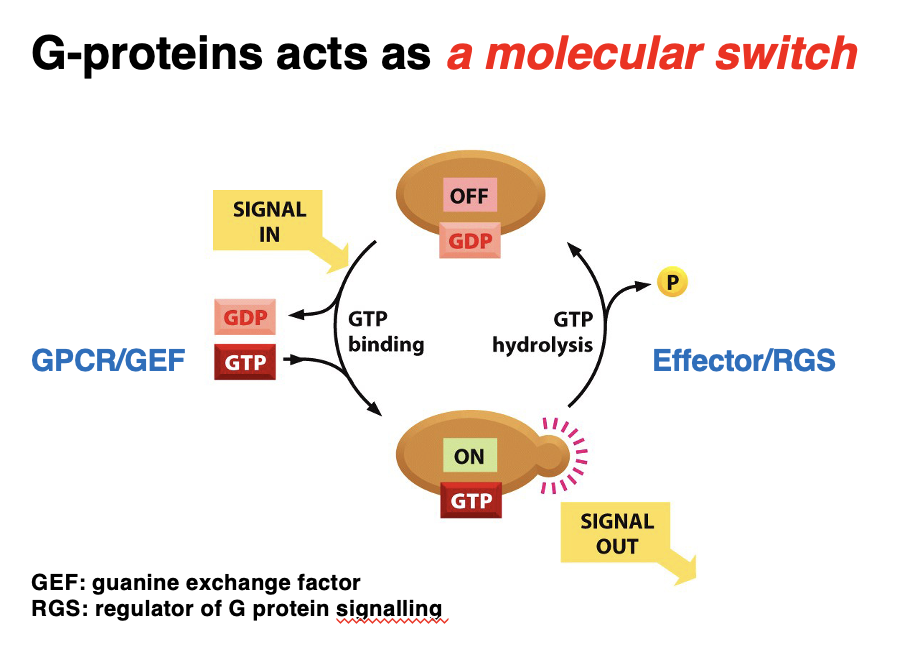 <p>G-proteins toggles between active and inactive states in response to signals.</p><p class="p2"></p><p class="p2">Activation Cycle:</p><p class="p3">1. OFF State (GDP-bound) → Inactive G-protein is bound to GDP.</p><p class="p3">2. Signal is received → GEF facilitates GDP-GTP exchange.</p><p class="p3">3. ON State (GTP-bound) → Active G-protein transmits the signal to effectors.</p><p class="p3">4. GTP Hydrolysis (via Effector/RGS) → RGS promotes GTP hydrolysis, turning G-protein off.</p><p class="p2"></p><p class="p2">Key Regulators:</p><p class="p4">• GEF (Guanine Exchange Factor) → Activates G-protein by replacing GDP with GTP.</p><p class="p4">• RGS (Regulator of G-protein Signaling) → Inactivates G-protein by accelerating GTP hydrolysis.</p>