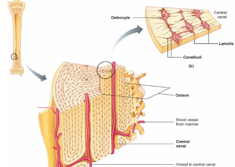 The bone contains 2 parts**:** 

\
**→ Epiphysis (short section) -** made up contains spongy bone (contains red bone marrow)

Spongy bone has more free space to support bone (strong) without being heavy

\
**→ Diaphysis (long section) -** made up of compact bone (contains medullary cavity which contains red bone marrow which isn't associated with making RBC's)

\
Compact bone is more compact to support bone (heavy and hard). They are arranged into ring structure called **osteon** (funtional unit of the bone) and within it, there's a central canal (blood supply) and each of these rings act as **osteocytes** (bone cells) within matrix of Ca+