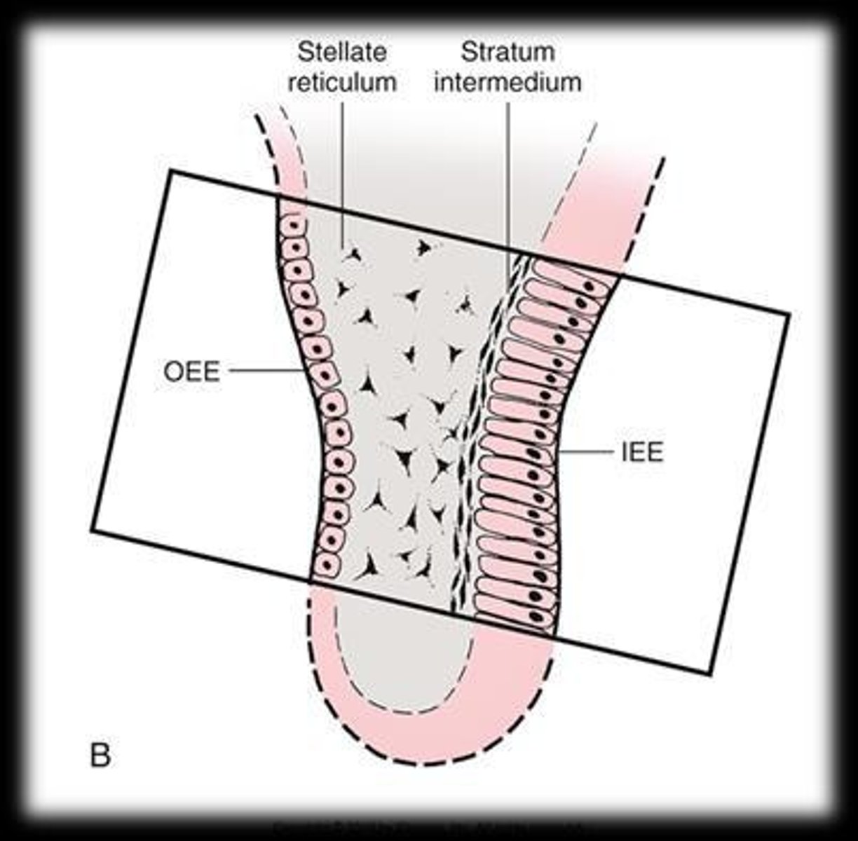 <p>They differentiate into enamel-forming cells known as ameloblasts.</p>