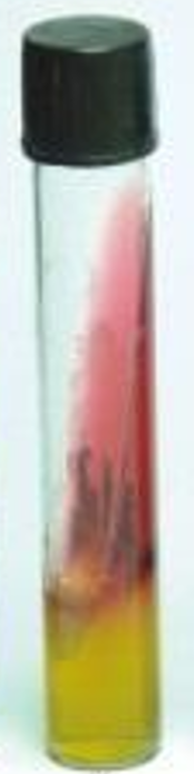 <p></p><p>Buttt - Yellow (due to glucose fermentation)</p><p>Slant - Red (no fermentation of lactose/sucrose)</p><p></p><p></p>