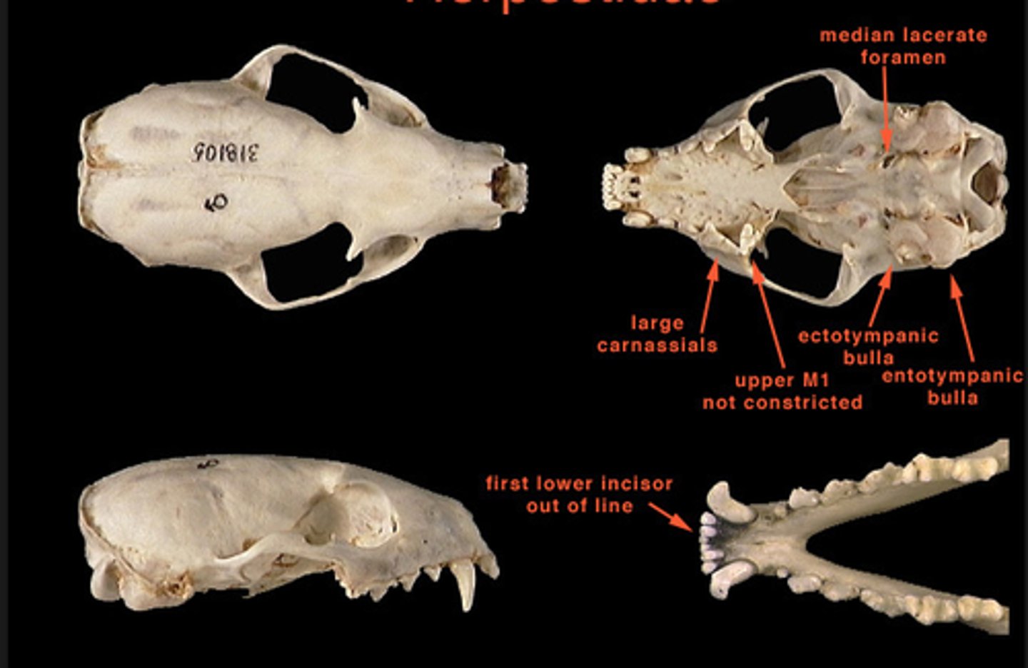 <p>What is the clade, order and family?</p>