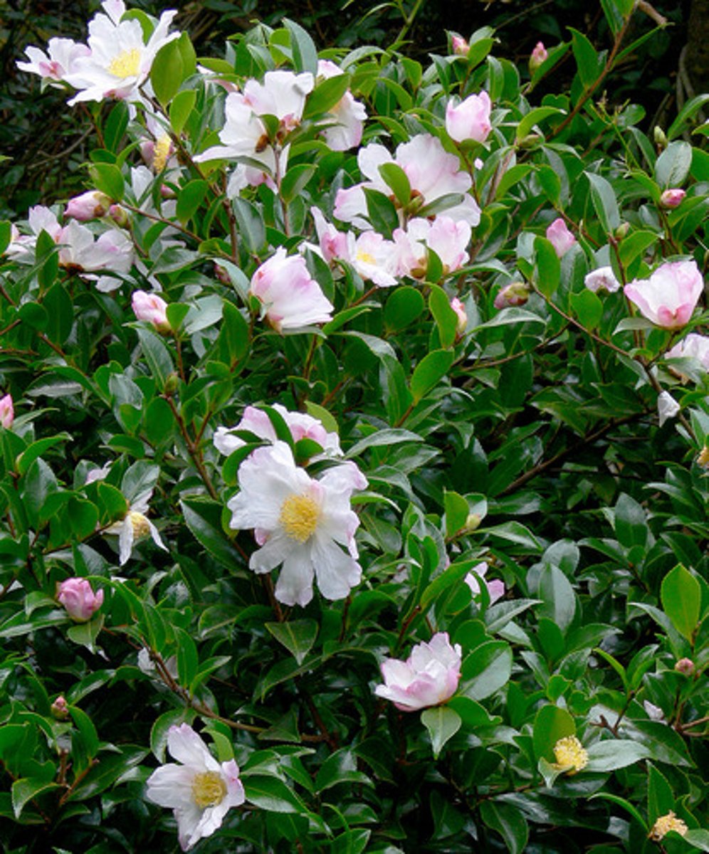 <p>Sasanqua Camellia</p>