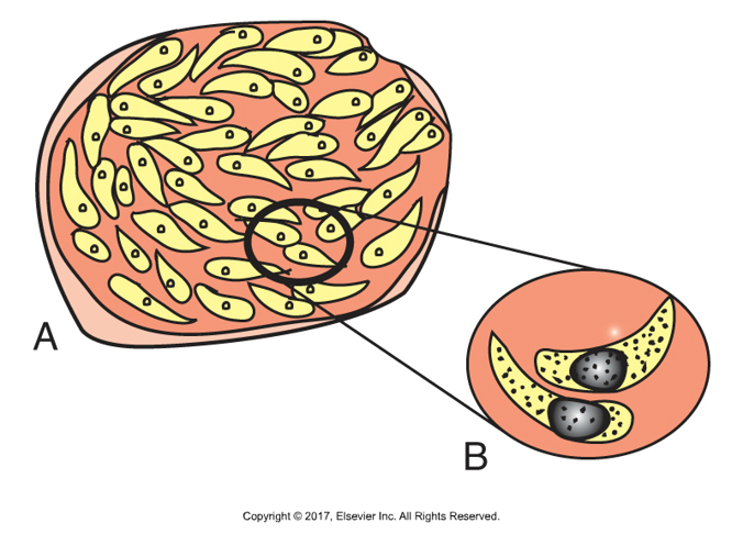 <p>Comma or banana shaped</p>