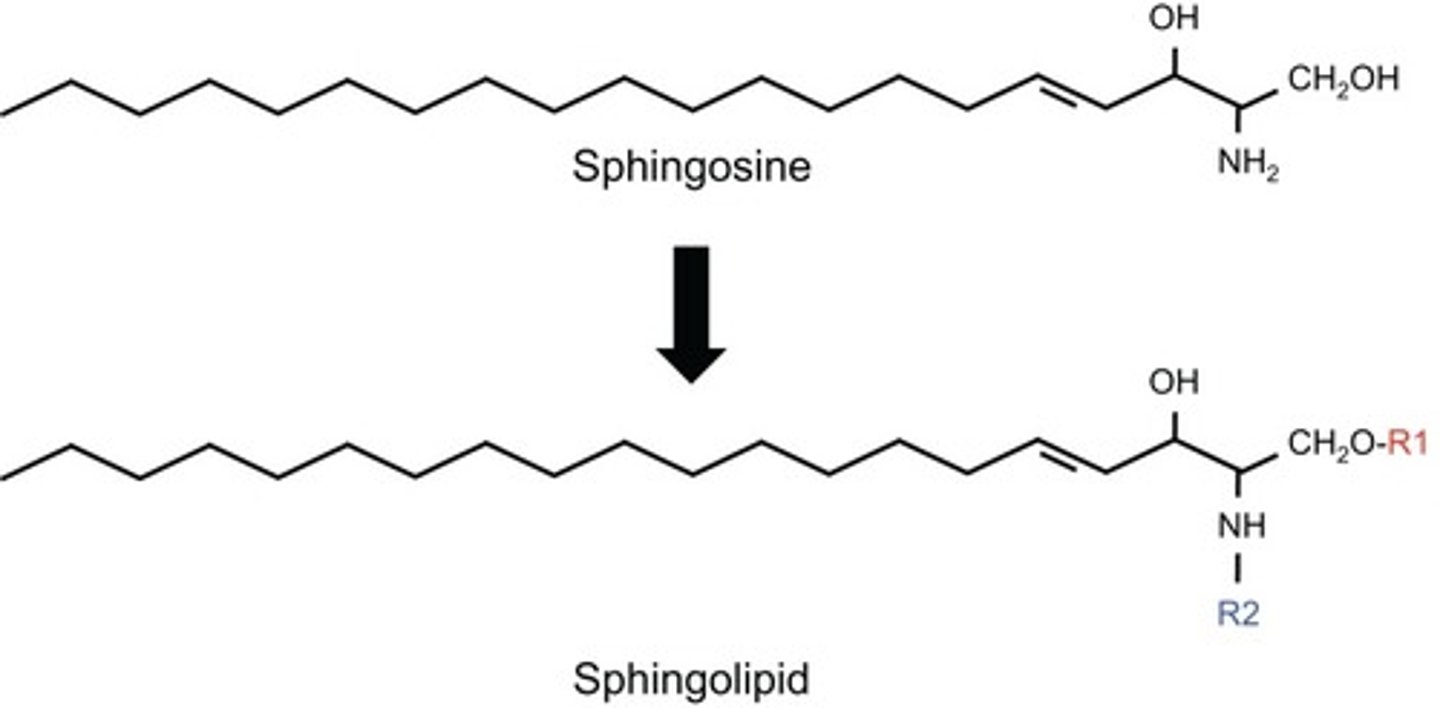 <p>(C) I and III only</p><p>Each of the following statements about Sphingolipids are true:</p><p>I. Sphingolipids lack Glycerol.</p><p>II. Sphingolipids have a hydrophilic region and can have either one or two fatty-acid like tails that form a hydrophobic region. Most have two, but not all do.</p><p>III. Some common Sphingolipids are Ceramide, Sphingomyelins, Gangliosides and Cerebrosides.</p>
