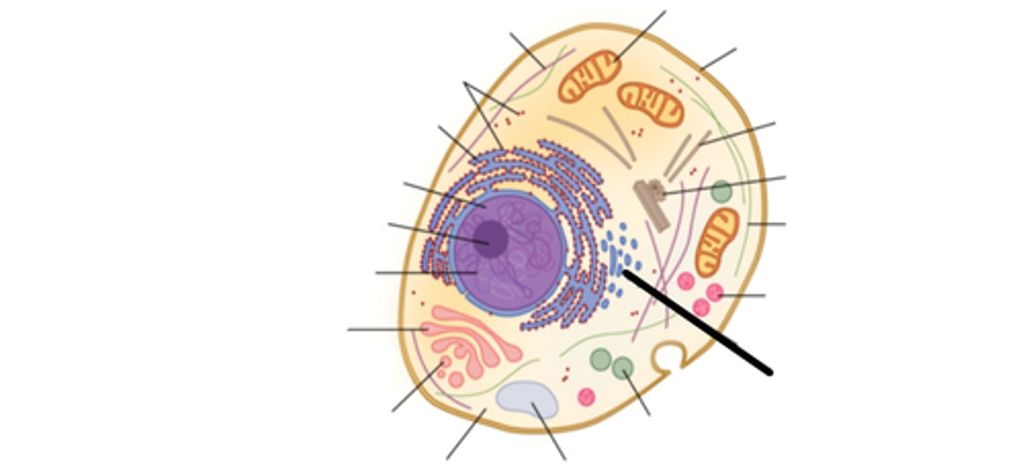 <p>This structure lacks ribosomes and packages lipids to be sent out of the cell.</p>