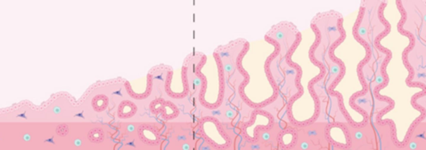 <p>which component of the endometrium gets much larger as the estrus cycle progresses</p>