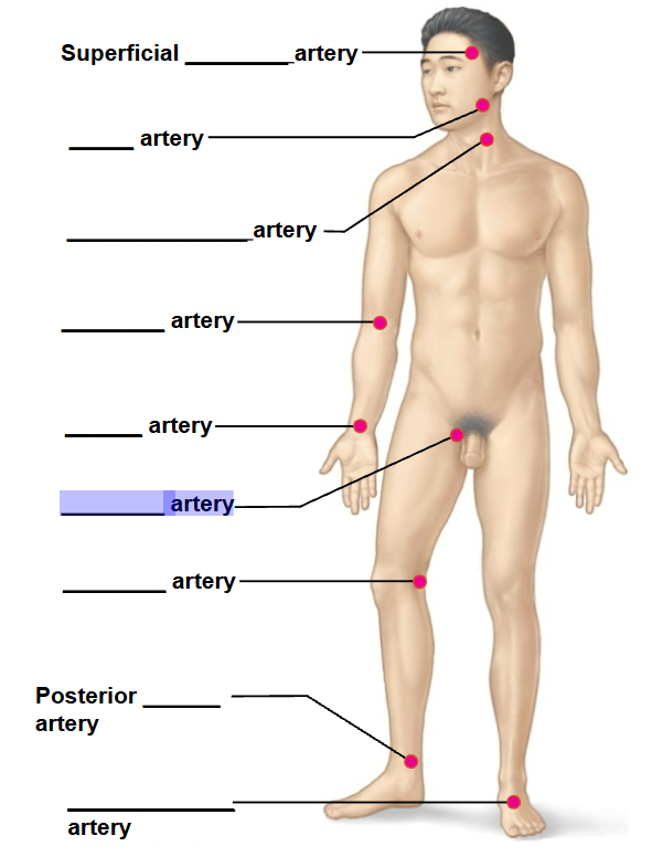 <p>highlighted arrow </p>