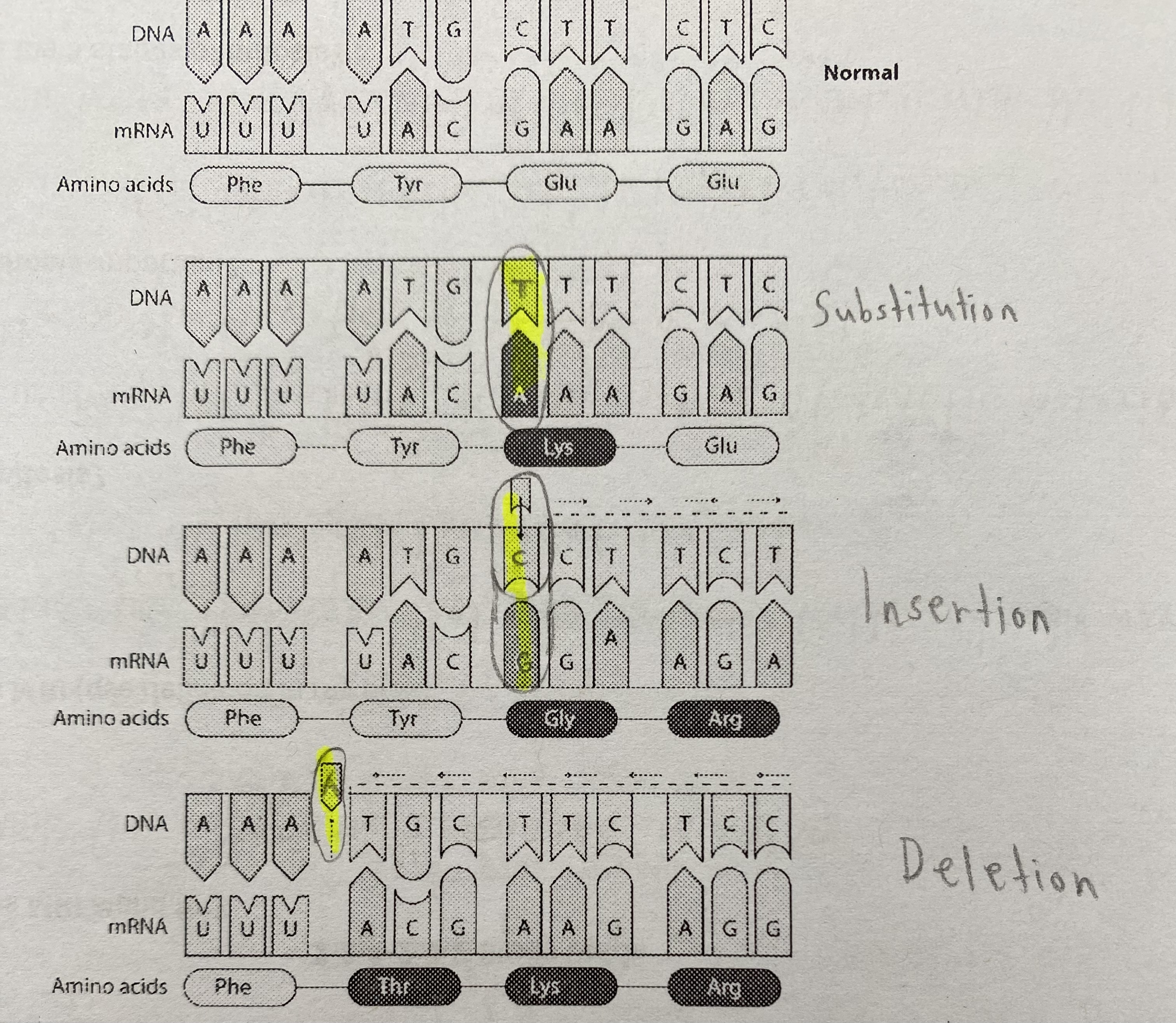 <p>Substitution (C→T), Insertion (+C), Deletion (-A)</p>