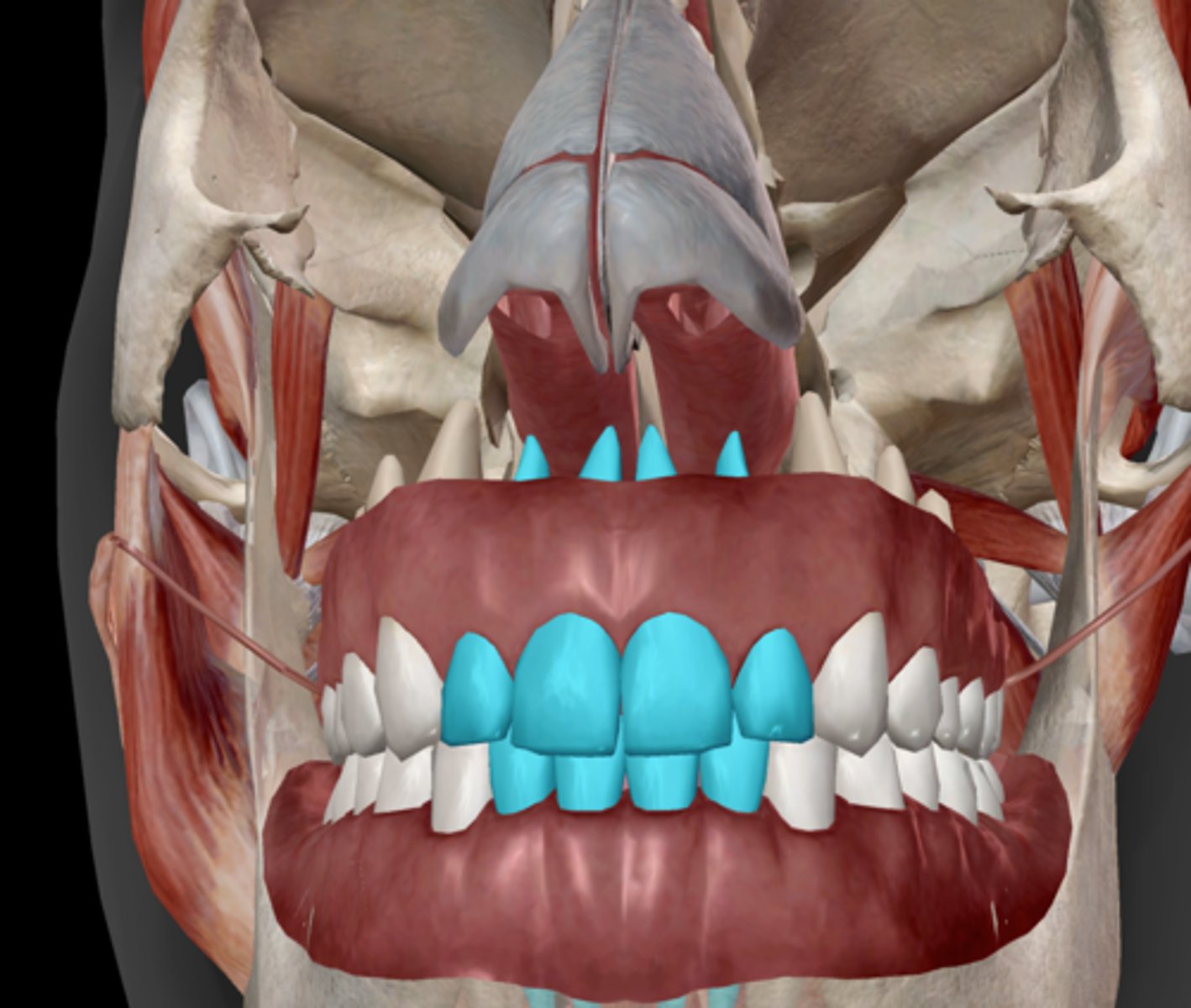 knowt flashcard image
