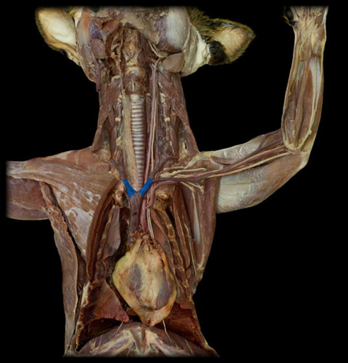 knowt flashcard image