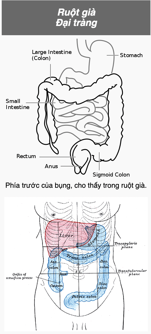 <p>Large intestin (col-)</p>