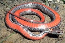 Red-bellied Snake
