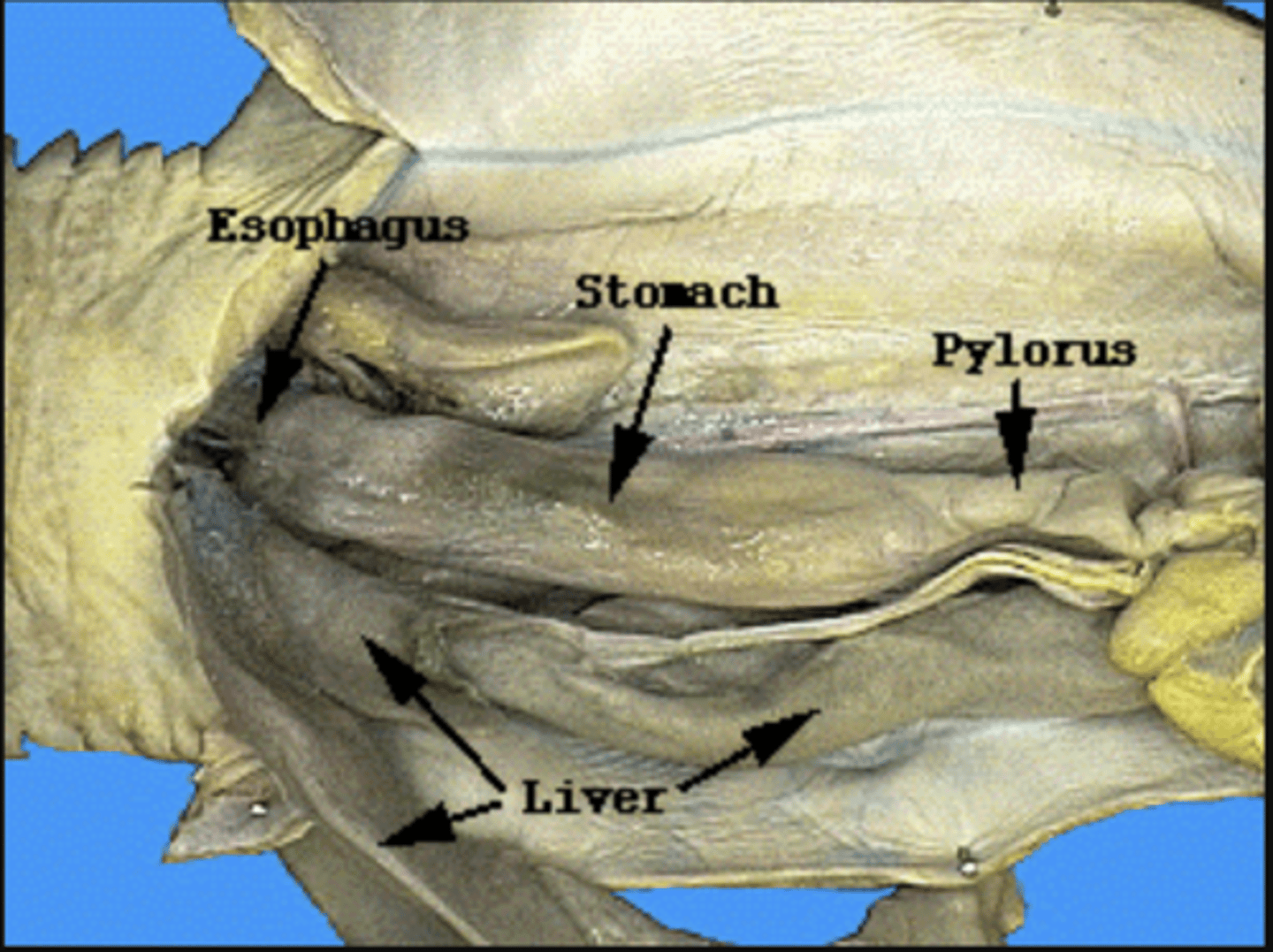 <p>liver: buoyancy and detox</p>
