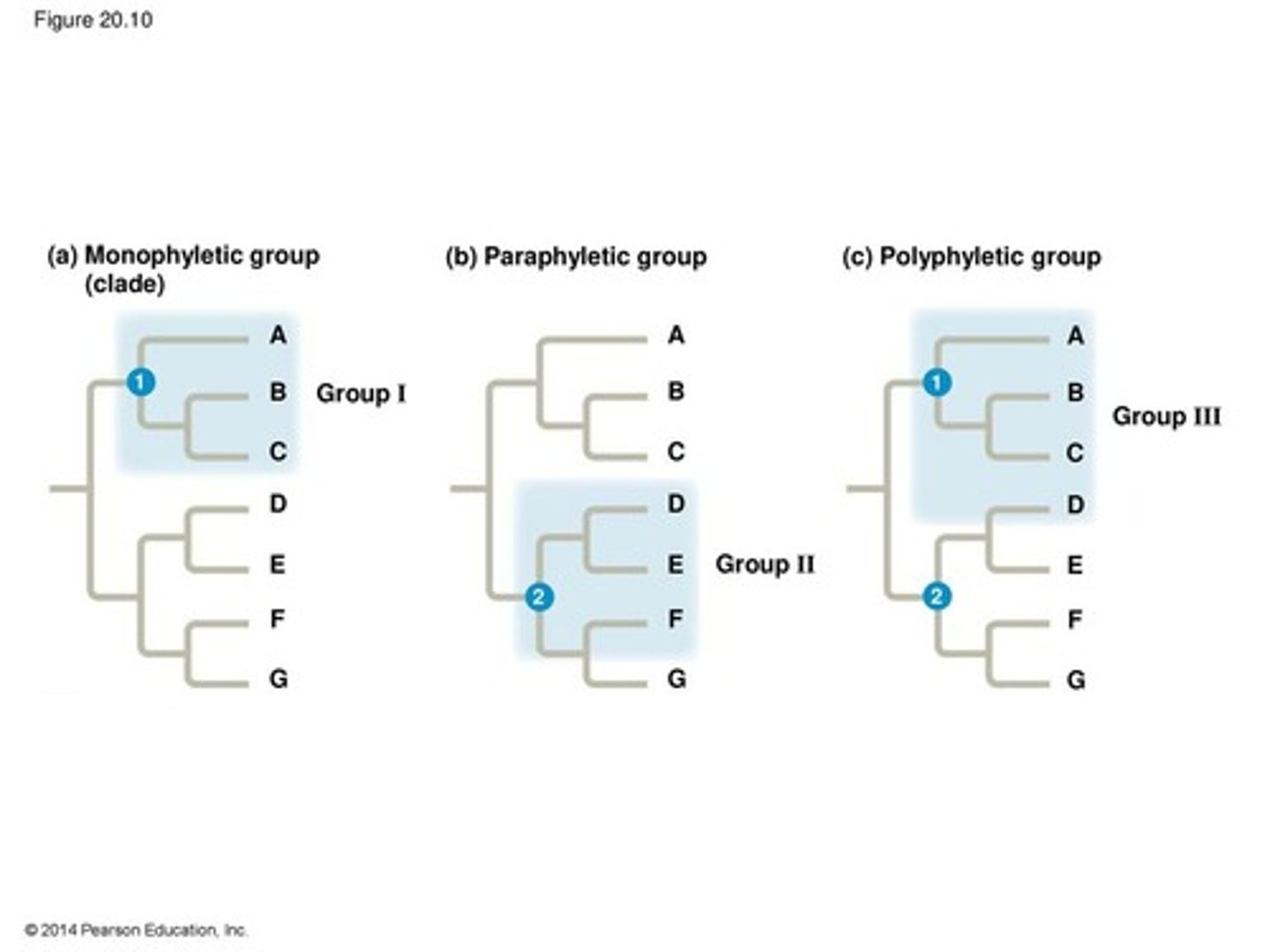 <p>taxon that is formed on the basis of nonhomologous characters (ex. from convergent evolution)</p>