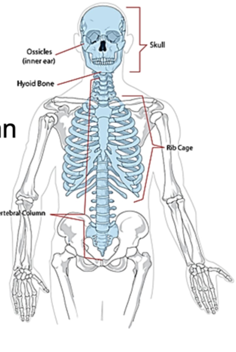<p>skull, vertebral column, sternum/ribs</p>