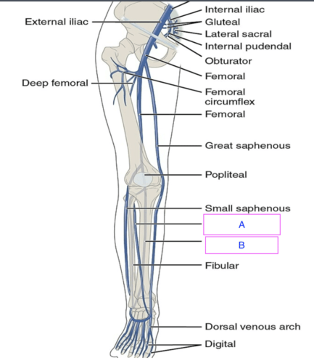 <p>ID vessel (A)</p>