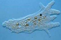 <p><strong>AMEBAE </strong><span><strong>Method of asexual reproduction</strong>​</span></p>