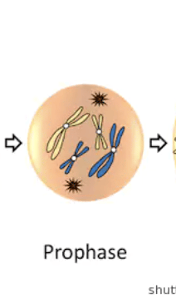 <p>- pro = "before"</p><p>- each chromatid is fully condensed &amp; has a spindle fiber attached to kinetochore</p><p>- replicated chromosomes are randomly distributed</p>
