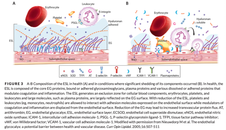 <p>The endothelial surface layer (ESL)</p>