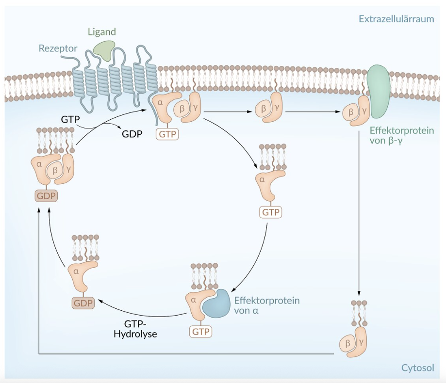 <p>C. G-proteins</p>