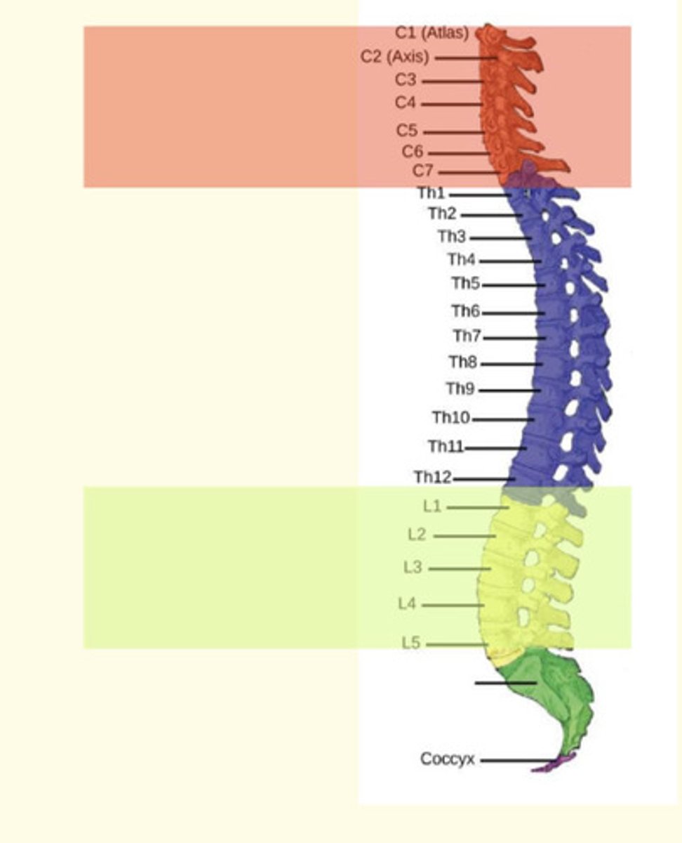<p>The parasympathetic nervous system has craniosacral anatomical origins</p>