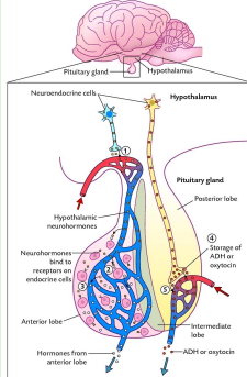 <p>Neuron cell bodies clustered in the hypothalamus (nuclei)</p><p>Send axons to the neurohypophysis</p><p></p><p>• Axons of hypothalamic neurons (unmyelinated)</p><p>• Central gliocytes (pituicytes-neuroglial cells)</p><p>• No neuron cell bodies</p><p>• Secretory vesicles along the axons = Herring bodies</p><p>• Oxytocin and Antidiuretic hormone (ADH) = vasopressin - promotes fluid reabsorption by kidneys (ADH)</p>