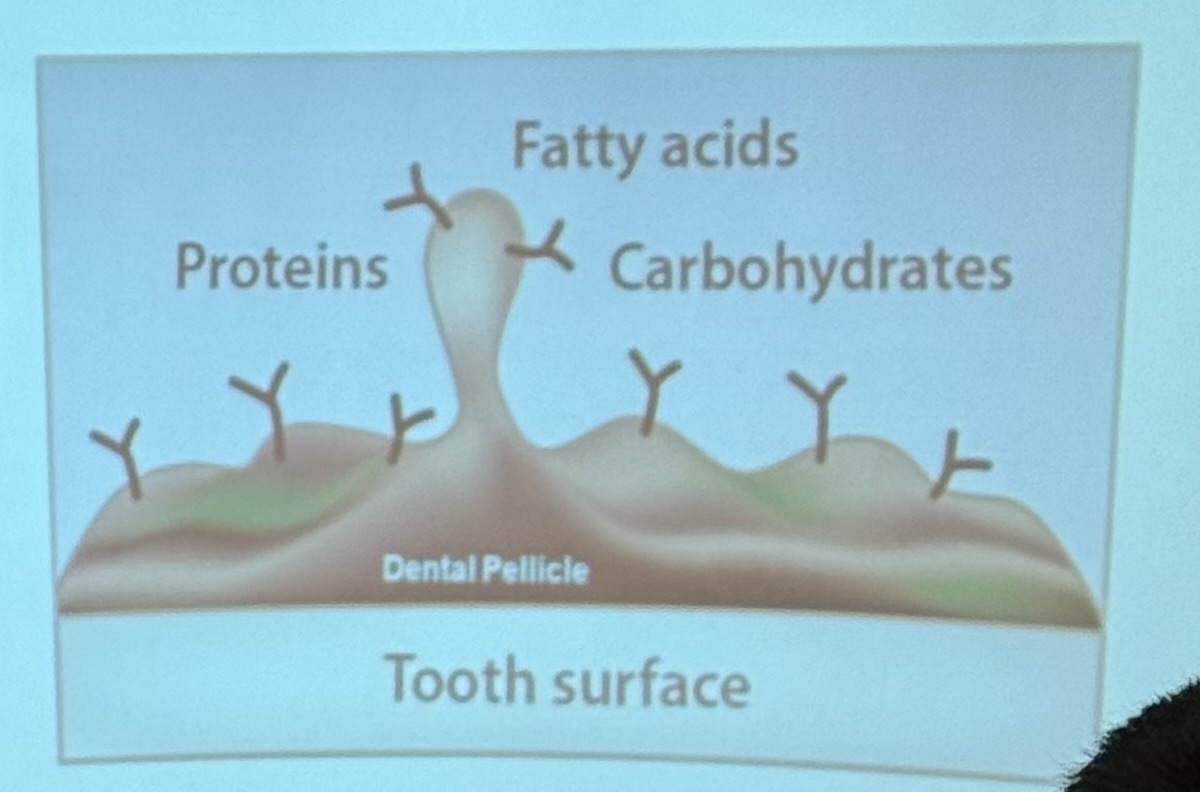<p>A thin, bacteria-free layer covering the teeth, formed by the absorption of salivary proteins that have a high affinity for surface minerals in the tooth.</p><p>Plays an important role in protecting dental hard tissue against mechanical and chemical damage</p>