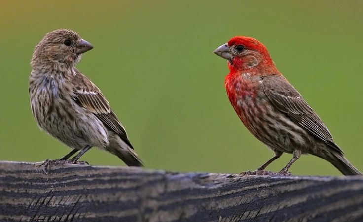 Passeriformes - Fringillidae - Haemorhous mexicanus