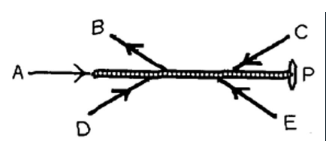 <p><span>Five forces act on a rod that is free to pivot at point P, as shown in the figure. Which of these forces is producing a counter-clockwise torque about point P? (There could be more than one correct choice.)</span></p>