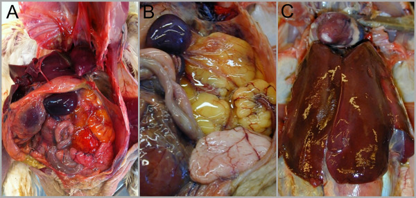 <ul><li><p>Acute septicemia, skin form, chronic arthritis and joint effusion</p></li><li><p>Vegetative endocarditis, death, high fever, walk on toes</p></li><li><p>Skin discoloration w/ erythema, diamond-shaped lesions</p></li><li><p>Enlarged LN, spleen, edematous and congested lungs</p></li></ul><p></p>