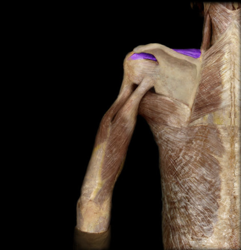 <p><em>table 1</em><br><em>O: supraspinous fossa of scapula</em><br><em>I: greater tubercle of humerus</em></p>