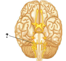 <p><span>Is the indicated cranial nerve sensory only, motor only, or both sensory and motor?</span></p>