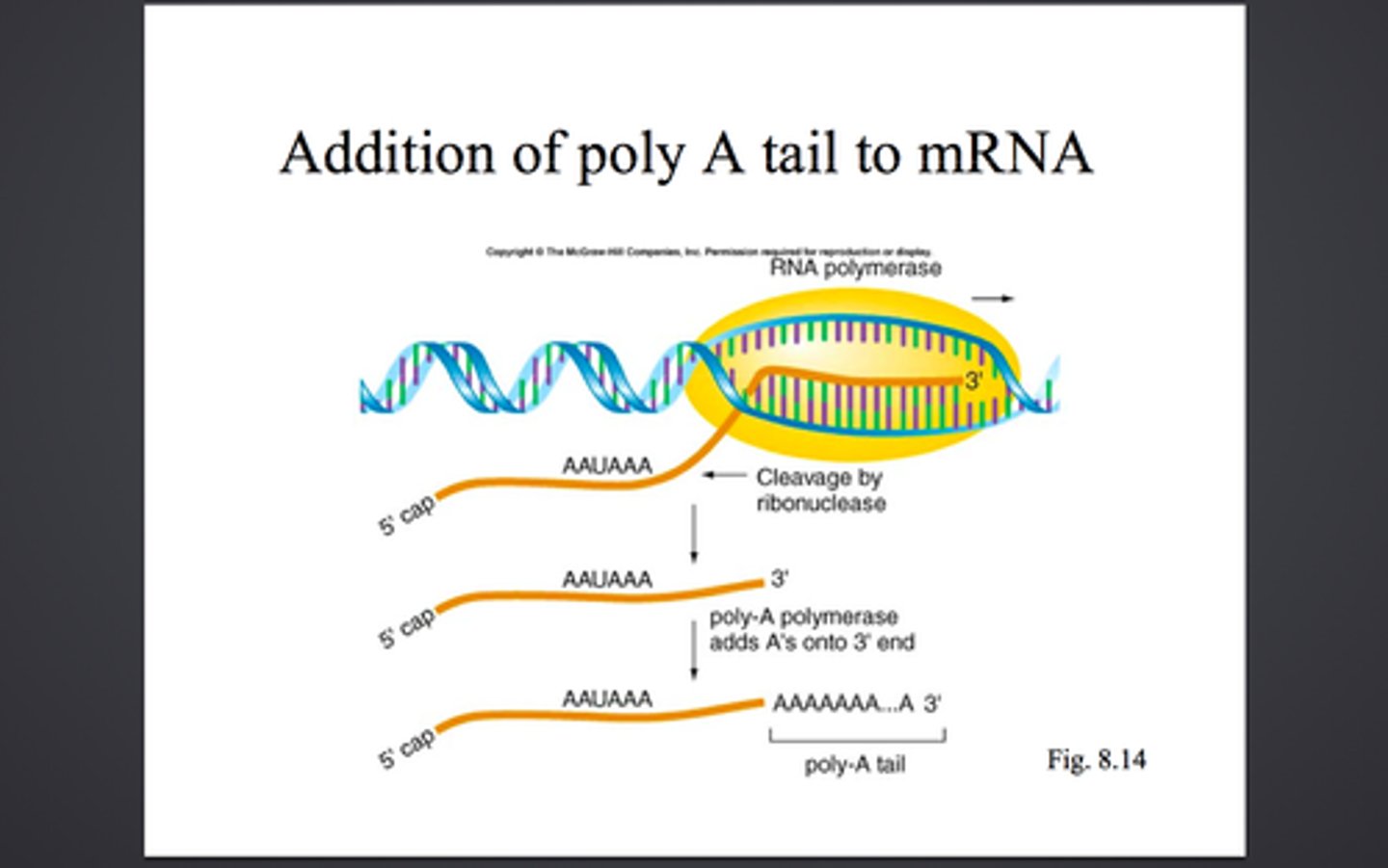 <p>Modified end of the 3' end of an mRNA molecule consisting of the addition of some 50 to 250 adenine nucleotides.</p>