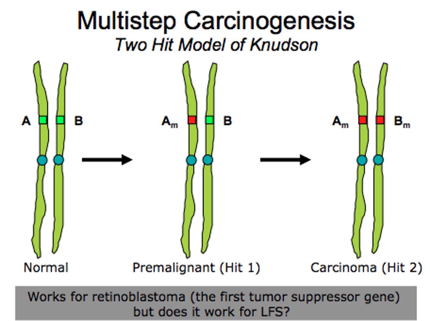 <p>The Two-Hit Hypothesis states that both alleles of a tumor suppressor gene must mutate for cancer to progress. The reason for this is that as long as you have one allele to produce the proteins needed to moderate/halt the cell cycle, that is good enough.</p>