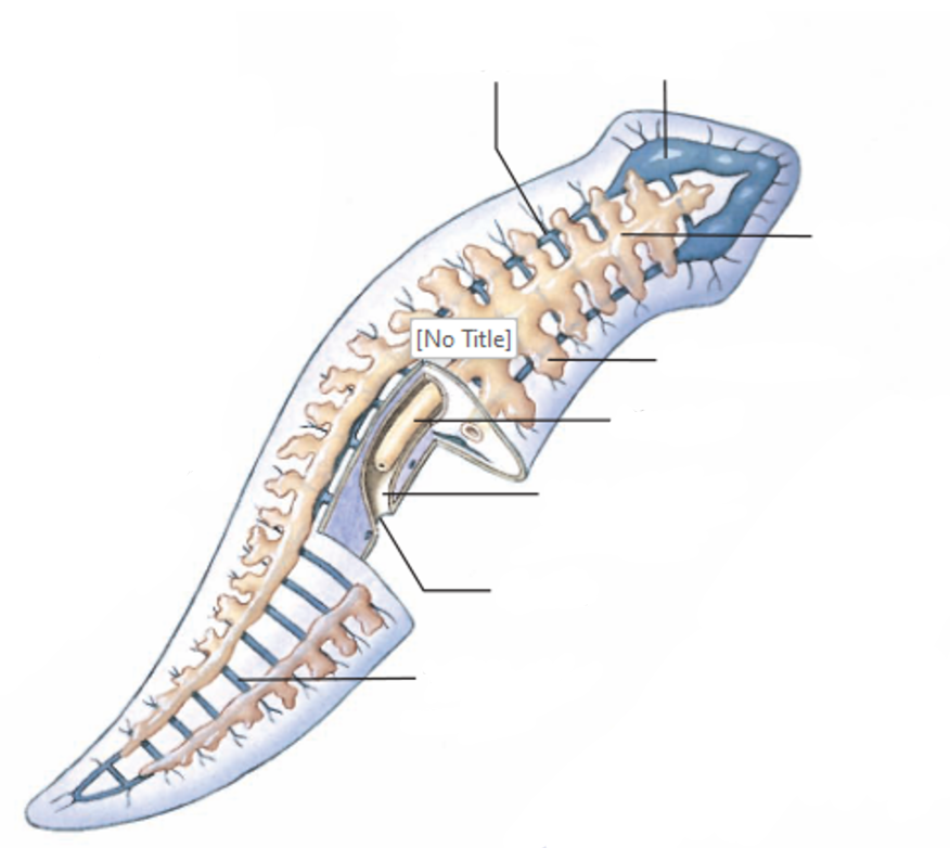 <p>Digestive system of a planarian</p>