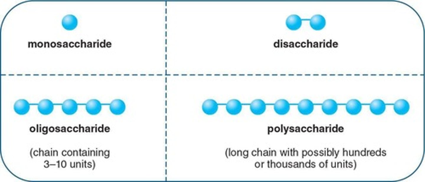 <p>Simple carbohydrate most commonly consisting of three to six carbon atoms</p>