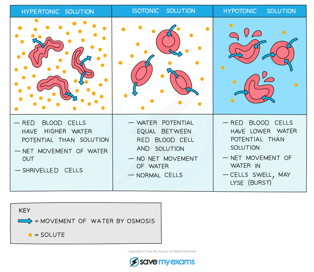 <ul><li><p>process of maintaining water and salt concentrations across membranes within the body</p></li><li><p>it is an example of homeostasis</p></li></ul><p>importance:</p><ul><li><p>cytoplasm is largely composed of water, so is the blood plasma</p></li><li><p>maintaining water levels is vital to prevent harmful changes occurring to cells of the body as a result of osmosis</p></li><li><p>if body cells lose or gain too much water by osmosis they do not function efficiently:</p><ul><li><p>too much water in blood causes cells swelling as water moves in - has diluting effect and can lead to cells bursting</p></li><li><p>too little water in blood means cells lose water by osmosis - has dehydrating effect and can lead to cell death</p></li></ul></li></ul><p></p>