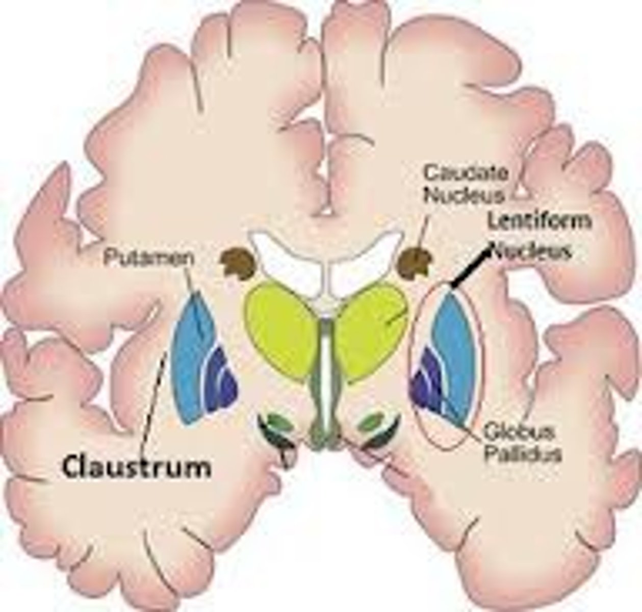 <p>-hypokinetic (Parkinson's) to hyperkinetic (Huntington's ds)</p>