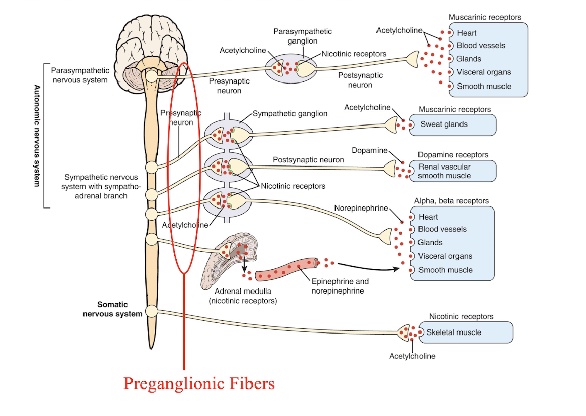 <ul><li><p>The ANS consists of neurons that give rise to prepanglionic fibers and other neurons that give rise to postganglionic fibers </p></li><li><p>Originate from cells located in the brainstem or spinal cord and project to a ganglion</p></li><li><p>All preganglionic fibers use acetylcholine (ACh) as their neurotansmitter </p></li><li><p>Preganglionic gibers of the sympathetic NS exit the CNS from thoracic, lumbar, and sacral regions of the spinal cord </p></li><li><p>Preganglionic fibers of the parasympathetic NS exit the CNS via the cranial nerves, particularly nIII, nVII, nIX, and nX</p></li></ul><p></p>