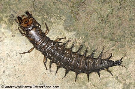 <img src="https://knowt-user-attachments.s3.amazonaws.com/3d4abc8e-bd55-462c-9bf5-6f23c96b39f9.png" data-width="100%" data-align="center"><img src="https://knowt-user-attachments.s3.amazonaws.com/7009072b-bc1c-472e-aa14-1220da6e2de4.jpg" data-width="100%" data-align="center"><p></p>