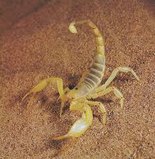 <p>common name: Scorpion</p>