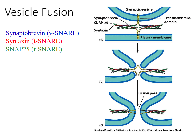 <p>The target and membrane compartment merge and form a connection. As the vesicle and site below fuses, there’s an opening between them; therefore, what was in the vesicle can get into the protein now.</p>