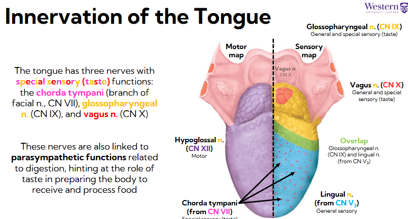<ul><li><p><span style="background-color: transparent;"><span>Lingual n (from CN V#), innervates general sensory anterior ⅔ </span></span></p></li><li><p><span style="background-color: transparent;"><span>Chorda tympani from CN VII brings back special sensory for taste</span></span></p></li><li><p><span style="background-color: transparent;"><span>Glossopharyngeal n (CN IX) does general and special sensory taste, in posterior ⅓ </span></span></p></li><li><p><span style="background-color: transparent;"><span>Vagus n (CN X) general and special sensory in posterior spot of tongue</span></span></p></li></ul><p></p>