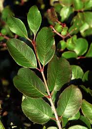 <p>shrub or small tree</p><p>Location: upland</p><p>Leaf: opposite, glossy, oval, brown hairs on underside</p><p>Twig: maroon, especially bright petiole</p><p>Fruit: red/maroon drupe</p>