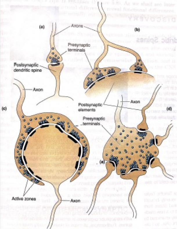 <p>Outline the shape and size of the synapse (b) shown in the image. </p>