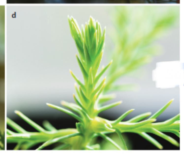 <p>Identify the leaf form depicted</p>