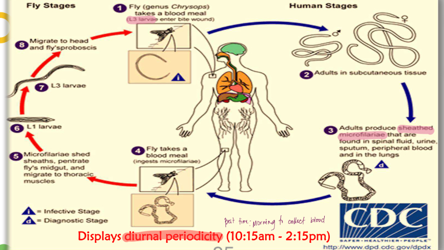 <p>Lifecycle </p>
