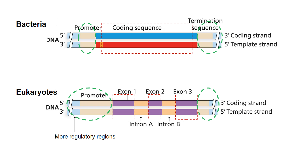<ul><li><p>In bacteria, the genome is relatively simple. Point mutations can only occur in their one coding sequence</p></li><li><p>In eukaryotes, there are more regulatory regions in the genome, meaning point mutations can occur in both coding and non-coding (regulatory) sequences.</p></li></ul><p></p>
