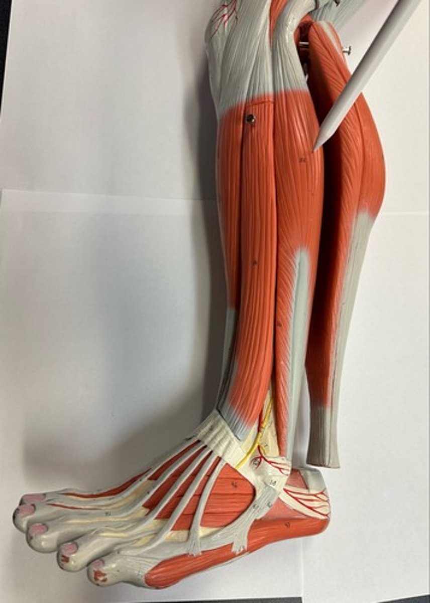 <p>What are the (2) attachments of the Fibularis (Longus)?</p>