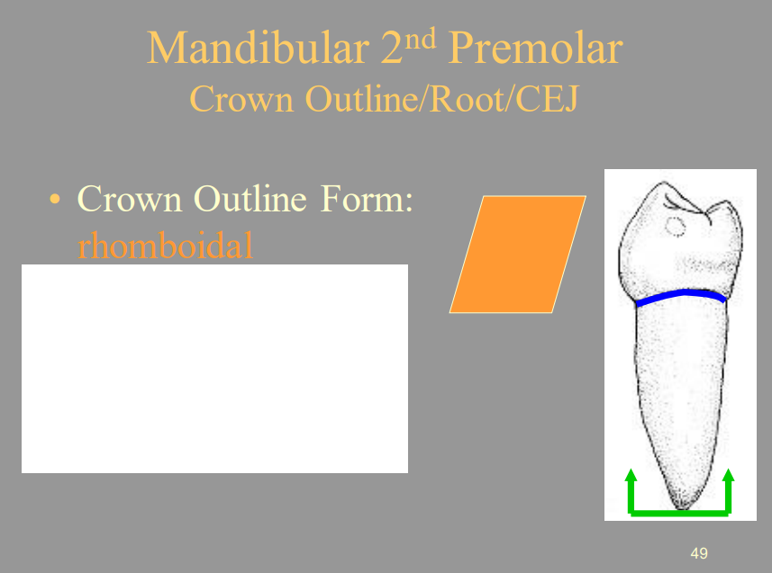 <p>B) Rhomboidal</p>